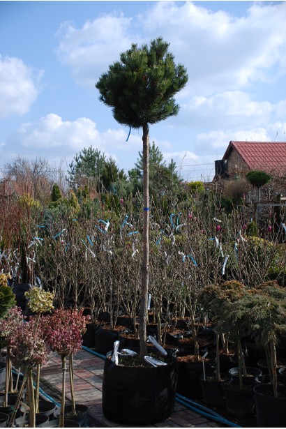 Сосна гірська Гном на штамбі